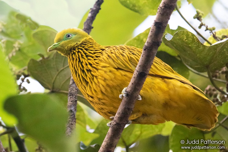 Golden Dove, Colo-i-Suva Rainforest Eco Resort, Fiji